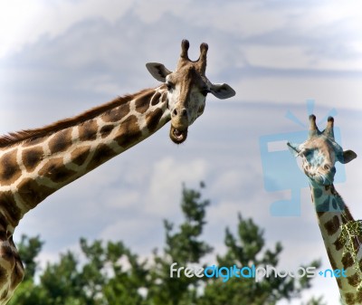 Beautiful Photo Of Two Cute Giraffes Eating Leaves Stock Photo