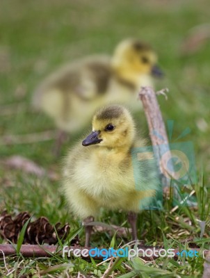 Beautiful Photo With A Chick Of The Canada Geese Stock Photo