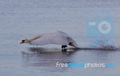 Beautiful Photo With A Powerful Swan's Take Off Stock Photo