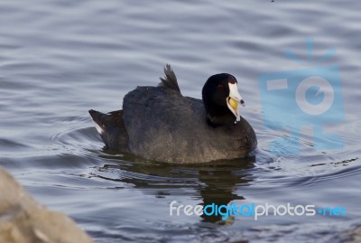 Beautiful Photo With Funny American Coot In The Lake Stock Photo