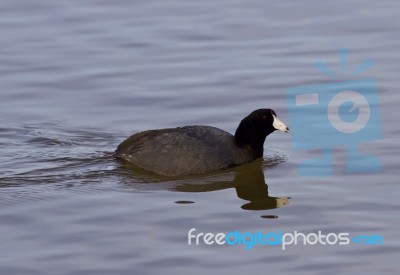 Beautiful Photo With Funny Weird American Coot In The Lake Stock Photo