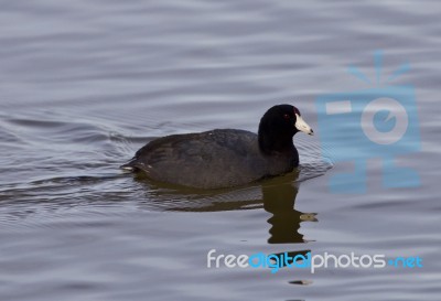Beautiful Photo With Funny Weird American Coot In The Lake Stock Photo