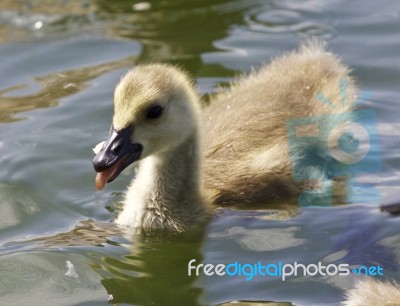 Beautiful Picture With A Chick Of The Canada Geese Eating Stock Photo