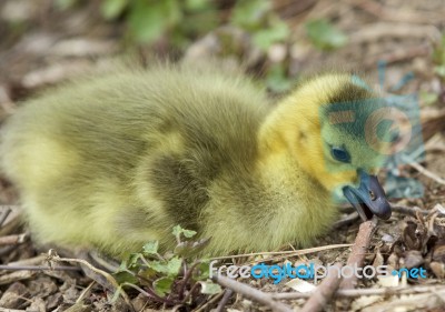 Beautiful Picture With A Cute Chick On The Grass Stock Photo