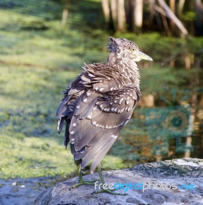 Beautiful Picture With A Funny Black-crowned Night Heron Shaking Her Feathers On A Rock Stock Photo