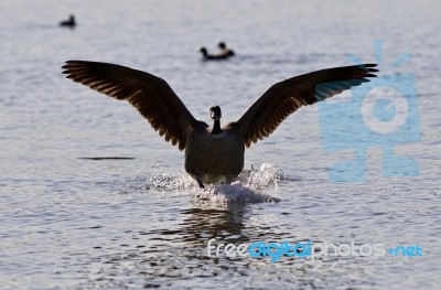 Beautiful Picture With A Landing Canada Goose Stock Photo