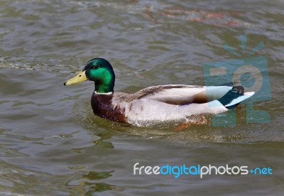 Beautiful Picture With A Mallard Swimming In Lake Stock Photo