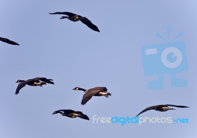 Beautiful Picture With Five Canada Geese Flying Stock Photo