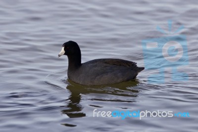 Beautiful Picture With Funny Weird American Coot In The Lake Stock Photo