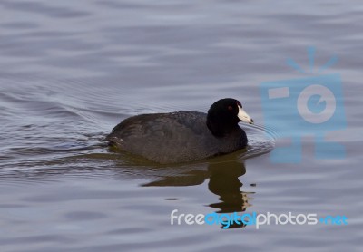 Beautiful Picture With Funny Weird American Coot In The Lake Stock Photo