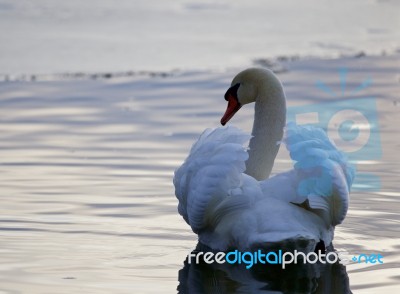 Beautiful Picture With The Swan In The Lake Stock Photo