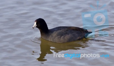 Beautiful Picture With Weird American Coot In The Lake Stock Photo