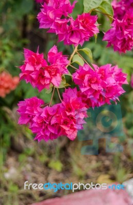 Beautiful Pink Bougainvillea Bunch Stock Photo