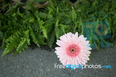 Beautiful Pink Flower Gerbera Close-up Stock Photo