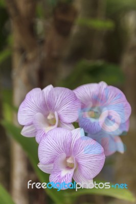 Beautiful Pink Orchid Stock Photo