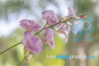 Beautiful Pink Orchid Stock Photo