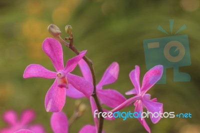 Beautiful Pink Orchid Stock Photo