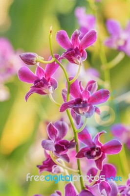 Beautiful Pink Orchid Stock Photo