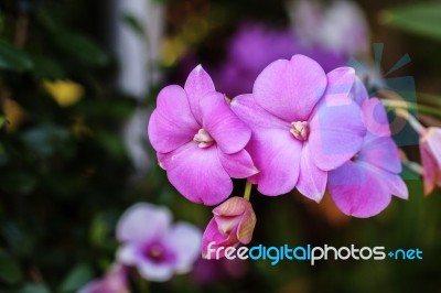 Beautiful Pink Orchid Stock Photo