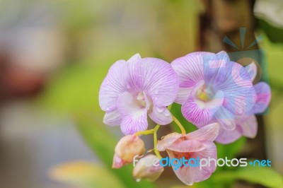 Beautiful Pink Orchid Stock Photo