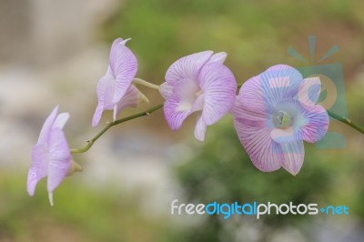 Beautiful Pink Orchid Stock Photo