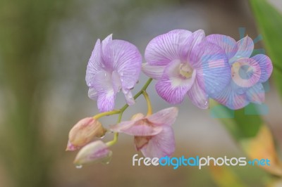 Beautiful Pink Orchid Stock Photo