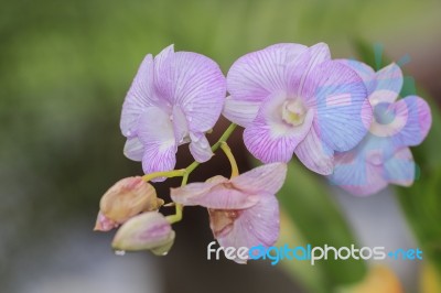 Beautiful Pink Orchid Stock Photo