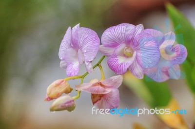 Beautiful Pink Orchid Stock Photo