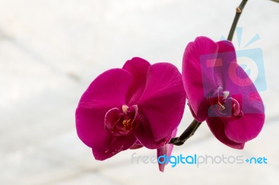 Beautiful Pink Orchid Flower. Natural Color Background Stock Photo