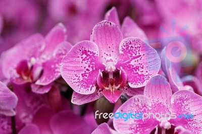 Beautiful Pink Orchid Phalaenopsis. Bouquet Of Flowers Orchids Stock Photo
