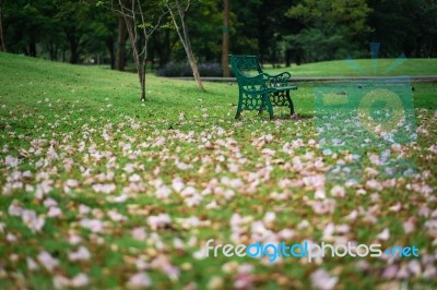 Beautiful Pink Trumpet Flower On Green Grass Stock Photo