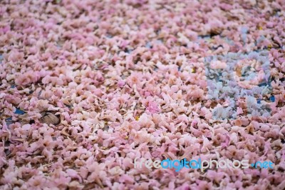 Beautiful Pink Trumpet Flower, Selective Focus Stock Photo