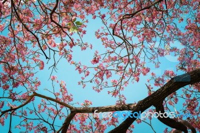 Beautiful Pink Trumpet Tree Or Tabebuia Rosea Stock Photo