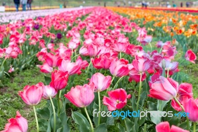 Beautiful Pink Tulips At The Middle Of Summer Or Spring Day Landscape Stock Photo
