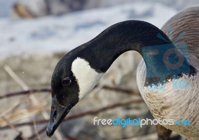 Beautiful Portrait Of A Cute Canada Goose On The Shore Stock Photo Beautiful Portrait Of A Cute Canada Goose On The Shore Stock Photo