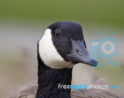 Beautiful Portrait Of A Strong Canada Goose Stock Photo