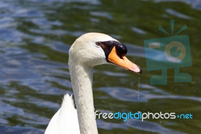 Beautiful Portrait Of The Male Mute Swan Drinking The Water Stock Photo
