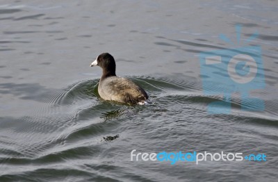 Beautiful Postcard With A Coot Swimming In Lake Stock Photo