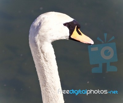 Beautiful Postcard With A Mute Swan In Water Stock Photo