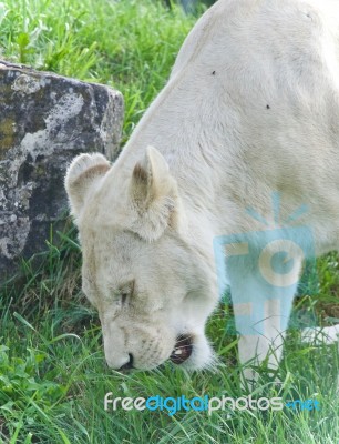 Beautiful Postcard With A White Lion Walking Stock Photo
