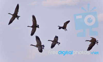 Beautiful Postcard With Six Canada Geese Flying Stock Photo
