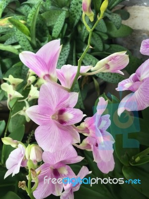 Beautiful Purple Orchid Flower Tree Stock Photo