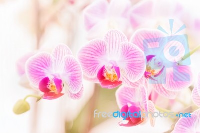 Beautiful Purple Orchid ,phalaenopsis Orchid Blurry Background Stock Photo