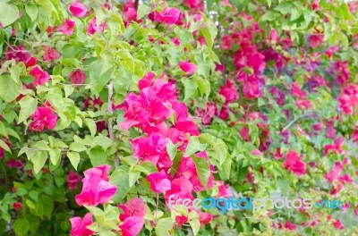Beautiful Red Bougainvillea Flowers In The Sun In Winter Stock Photo