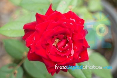 Beautiful Red Rose Blooming In Garden Stock Photo