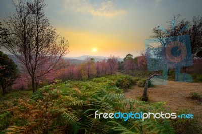Beautiful Scenery Of Sunset At Pink Sakura Blossoms Forest In Ph… Stock Photo