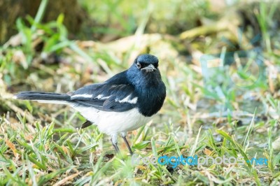 Beautiful Sooty-headed Bulbul (pycnonotus Aurigaster) Stock Photo