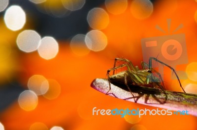 Beautiful Spider On Orange Background Stock Photo