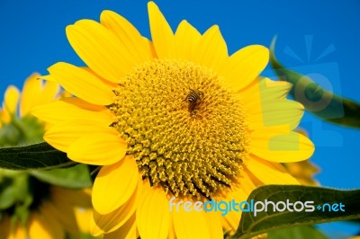 Beautiful Sunflower Against Blue Sky Stock Photo