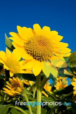 Beautiful Sunflower Against Blue Sky Stock Photo